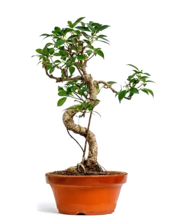 bonsai - 1