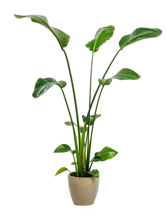 decor - 21