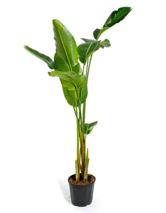decor - 22