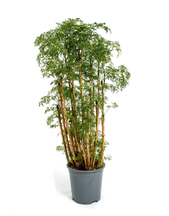 decor - 24