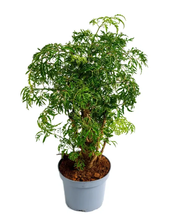 decor - 25