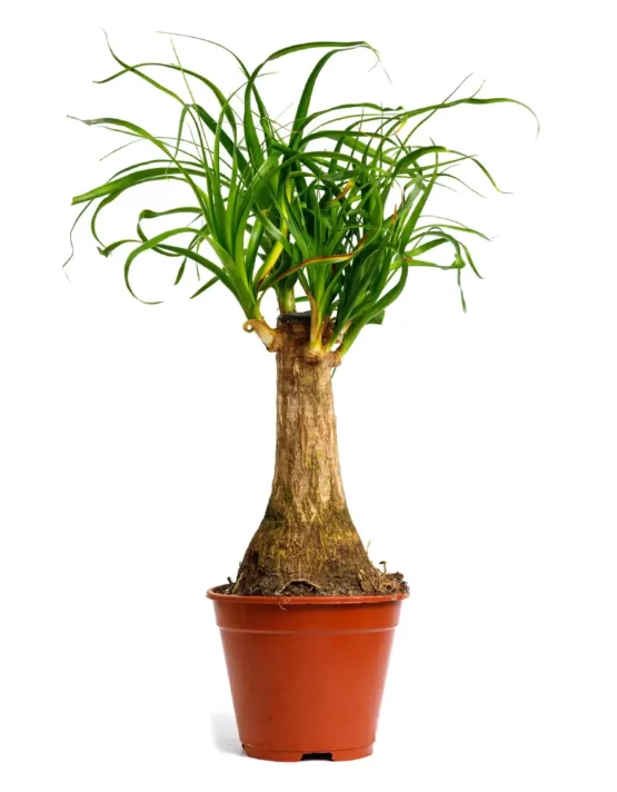 decor - 27