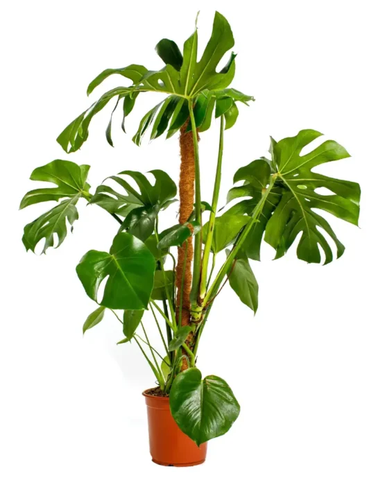decor - 29