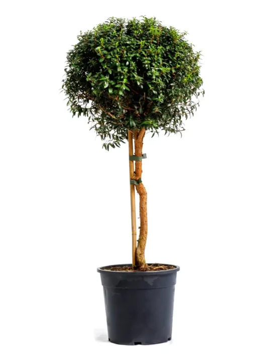 decor - 31