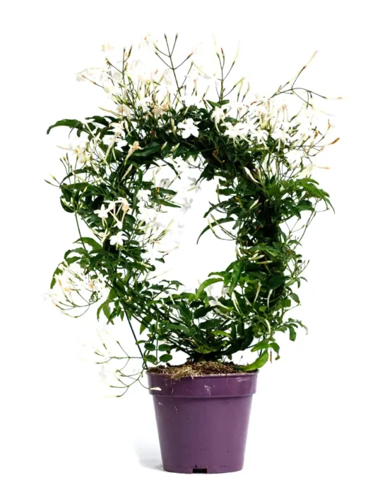 decor - 32