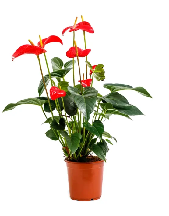 decor - 35