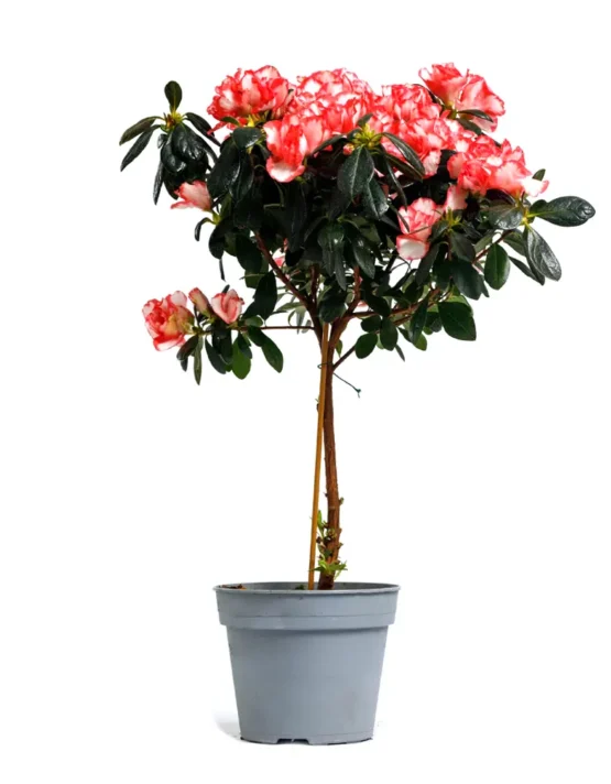 decor - 36