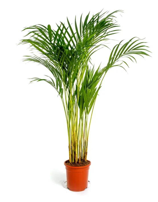 palm - 21