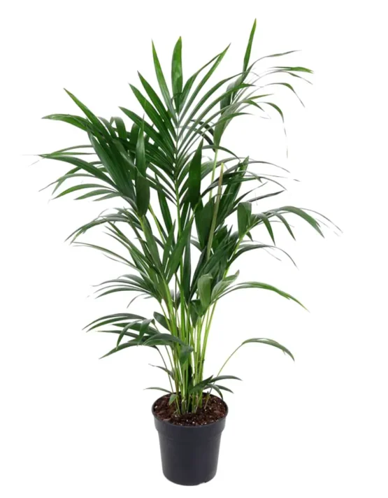 palm - 22
