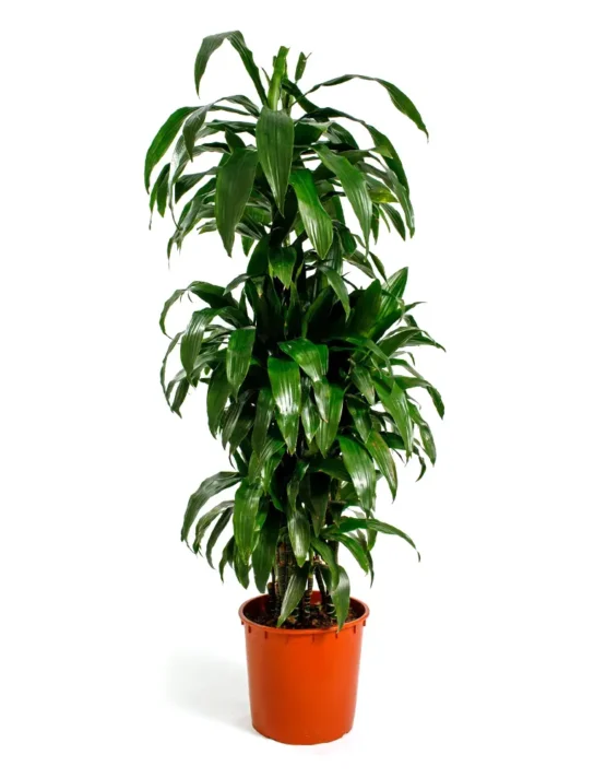 palm - 23