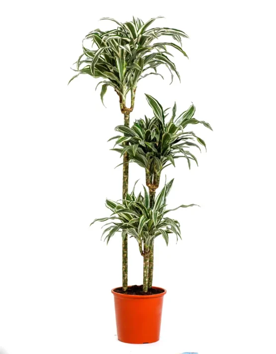 palm - 24