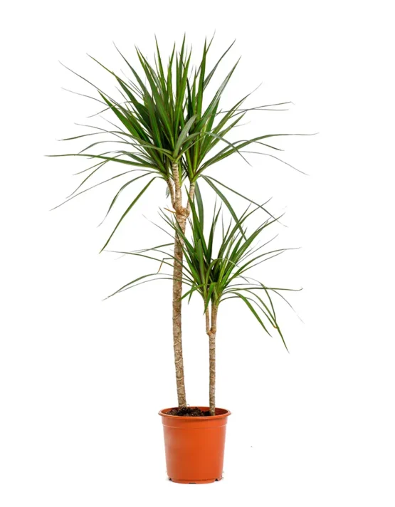 palm - 25