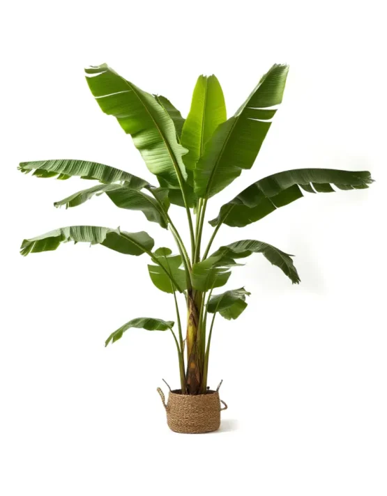 palm - 27