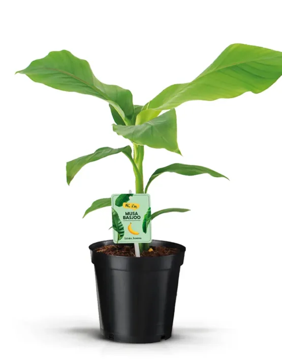 palm - 28