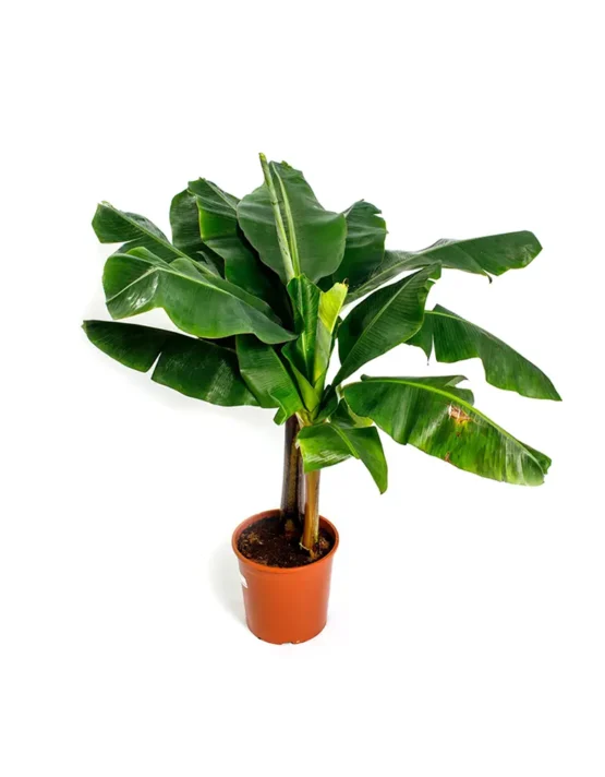 palm - 31