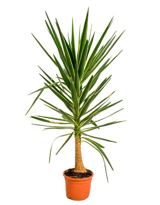 palm - 32