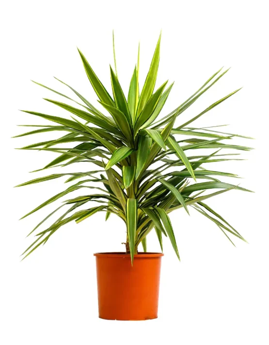 palm - 33