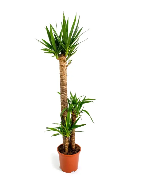 palm - 34