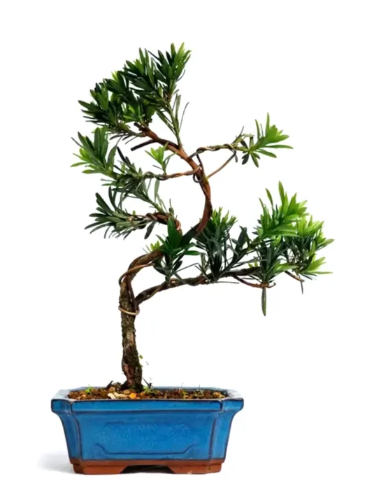 bonsai-2.webp