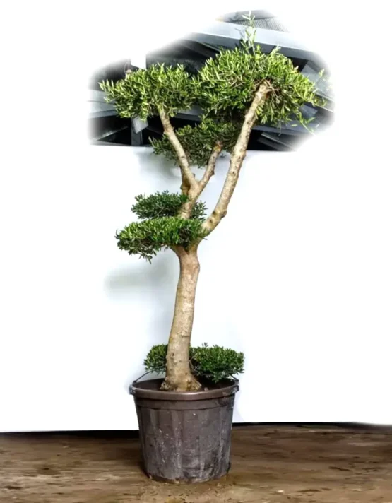 bonsai-3.webp