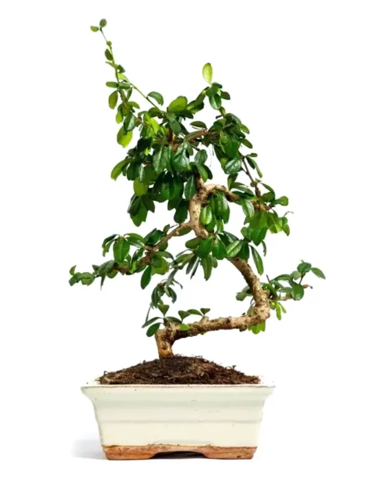 bonsai-4.webp