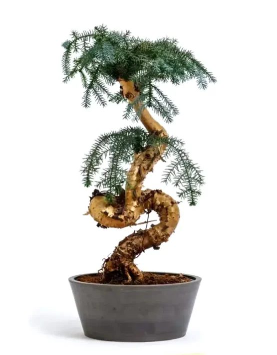 bonsai-5.webp