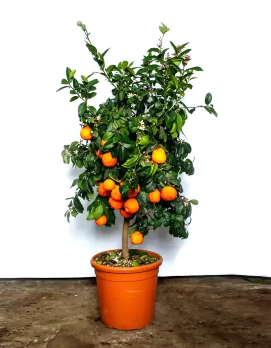citrus-1.webp
