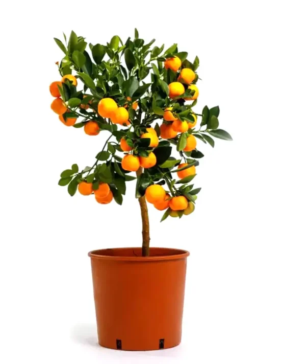 citrus-10.webp