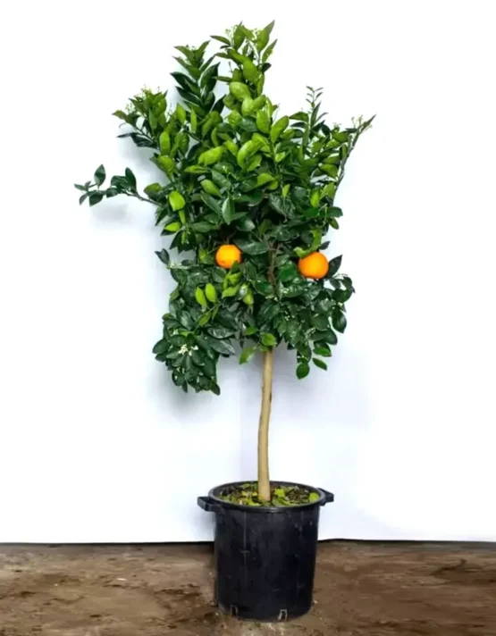 citrus-11.webp