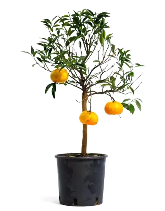 citrus-2.webp