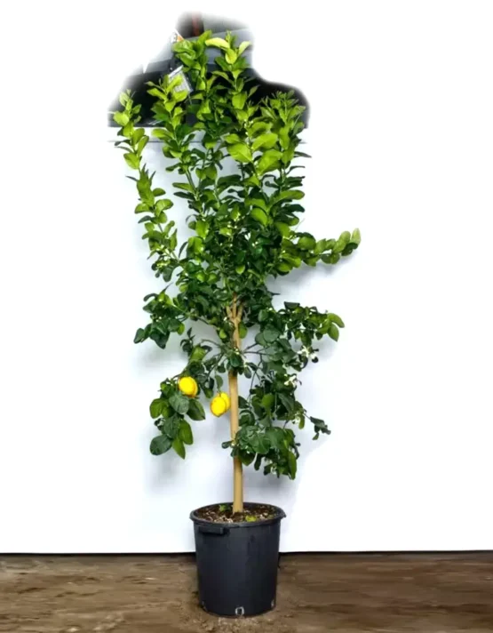 citrus-4.webp
