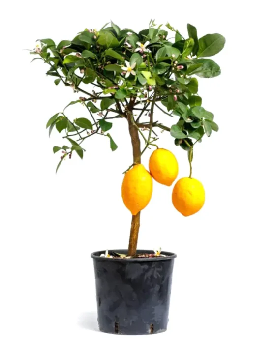 citrus-5.webp