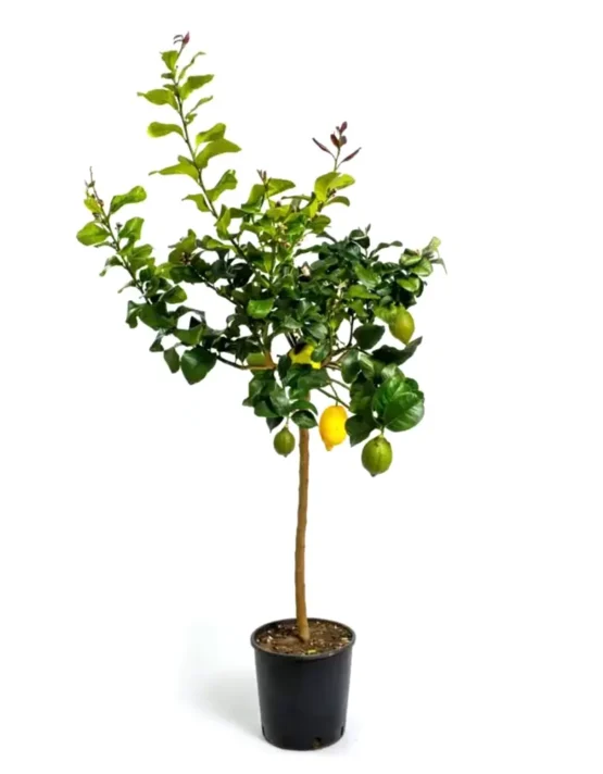 citrus-6.webp