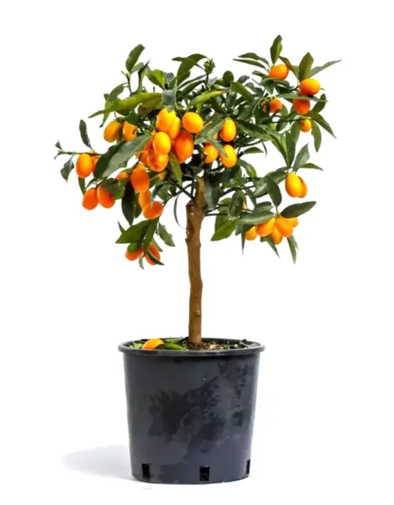 citrus-7.webp