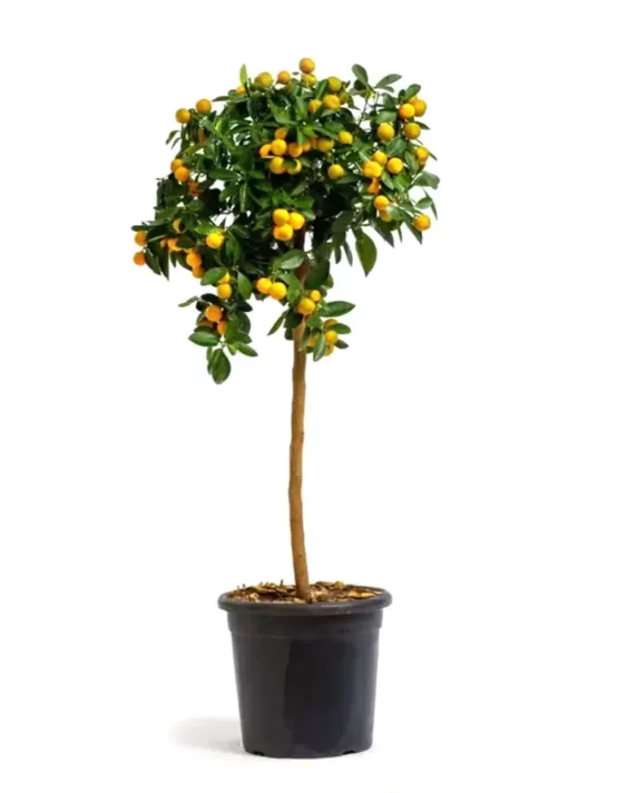 citrus-8.webp