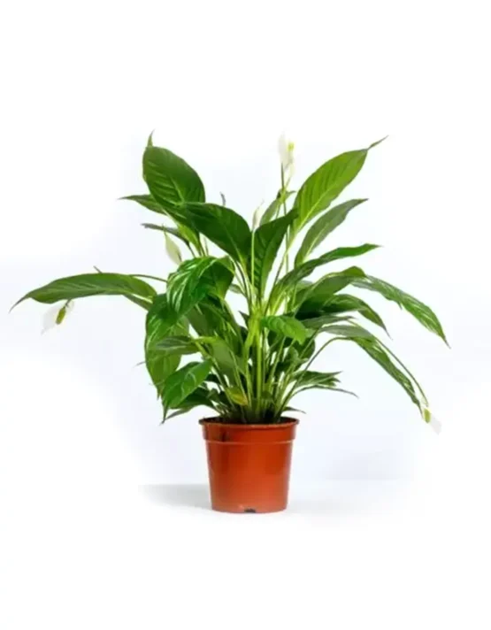 decor-1.webp
