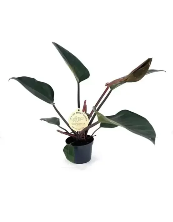 decor-14.webp