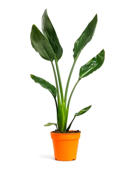 decor-18.webp