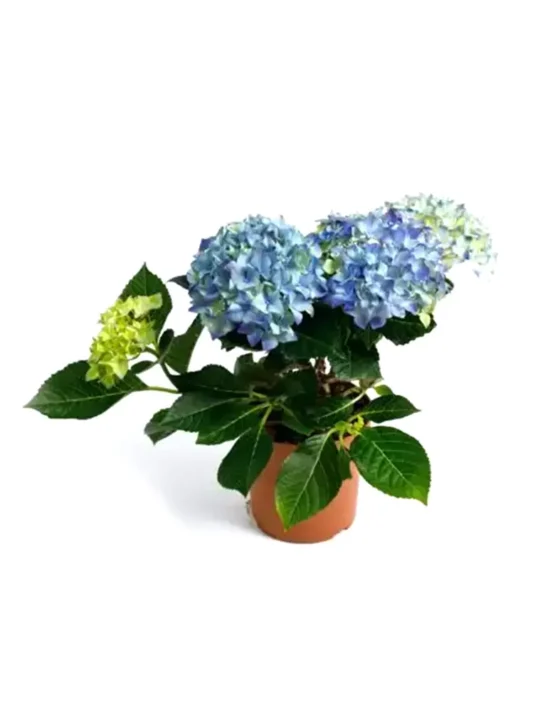 decor-2.webp