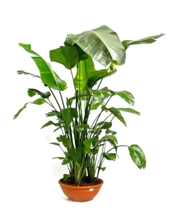 decor-20.webp