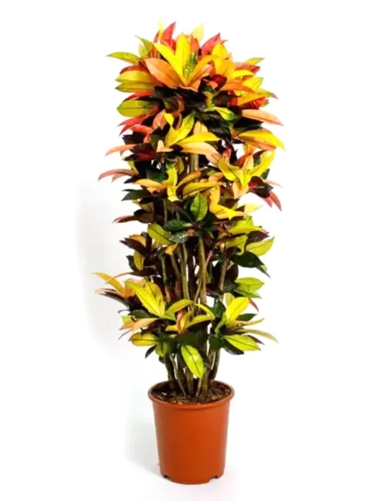 decor-5.webp
