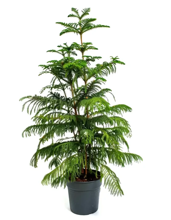 decor-6.webp