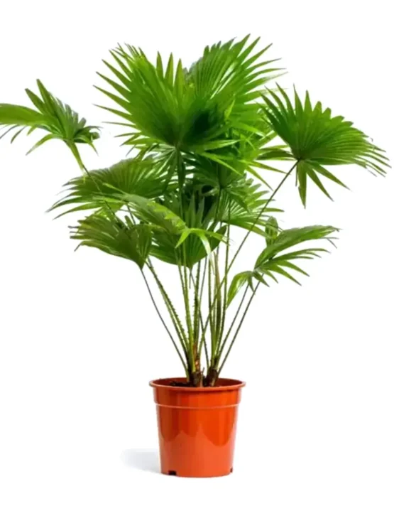 palm-10.webp