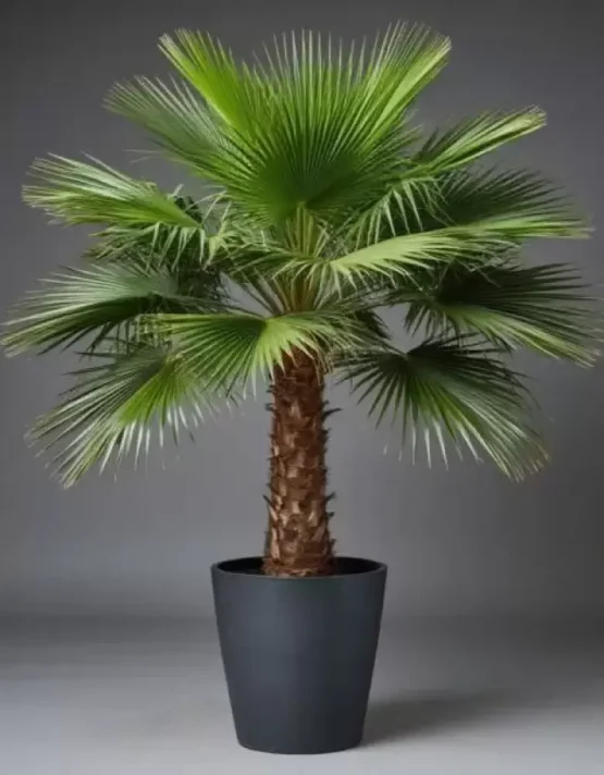 palm-13.webp