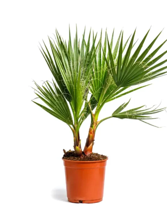 palm-14.webp