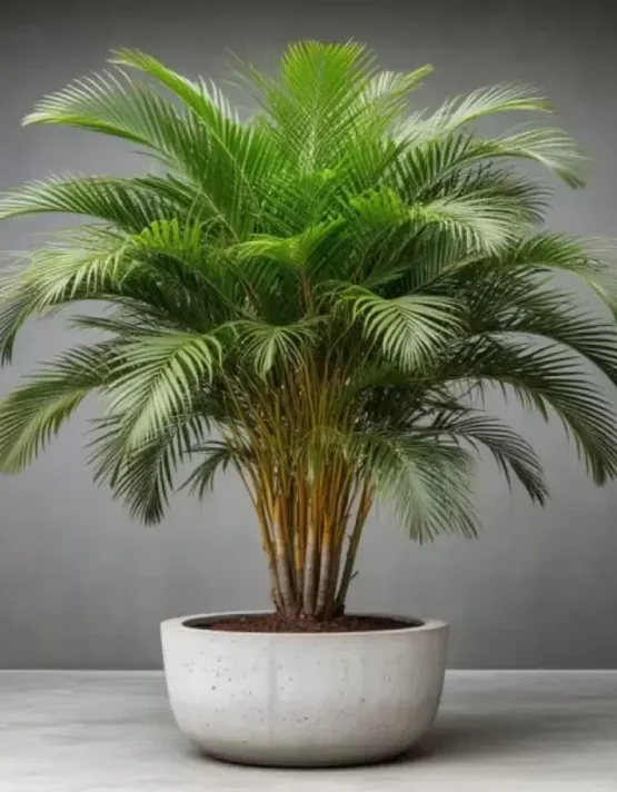 palm-15.webp