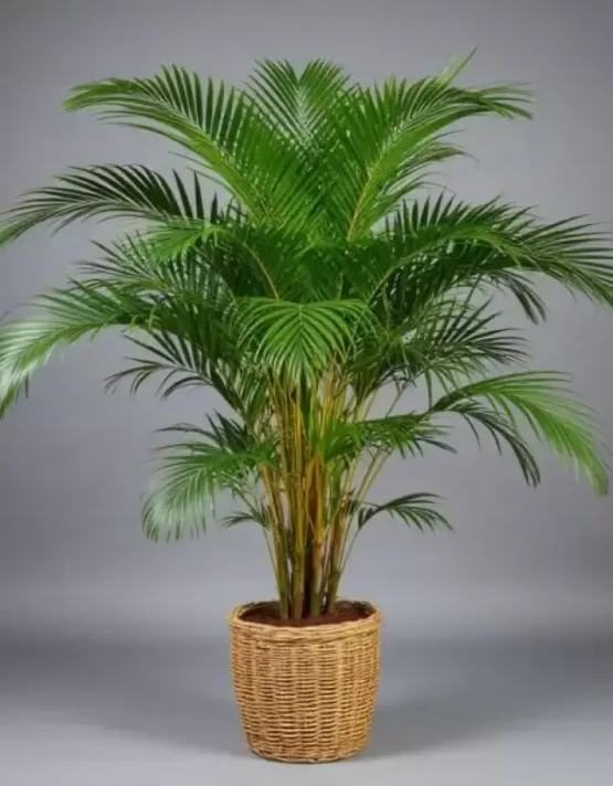 palm-17.webp