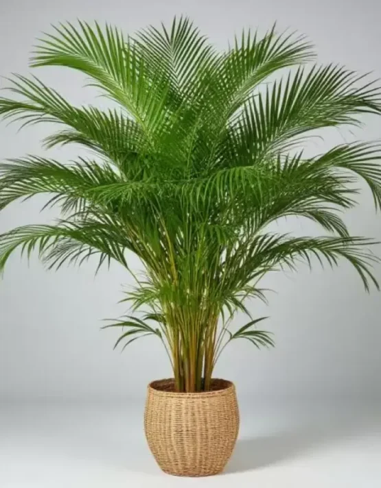 palm-18.webp