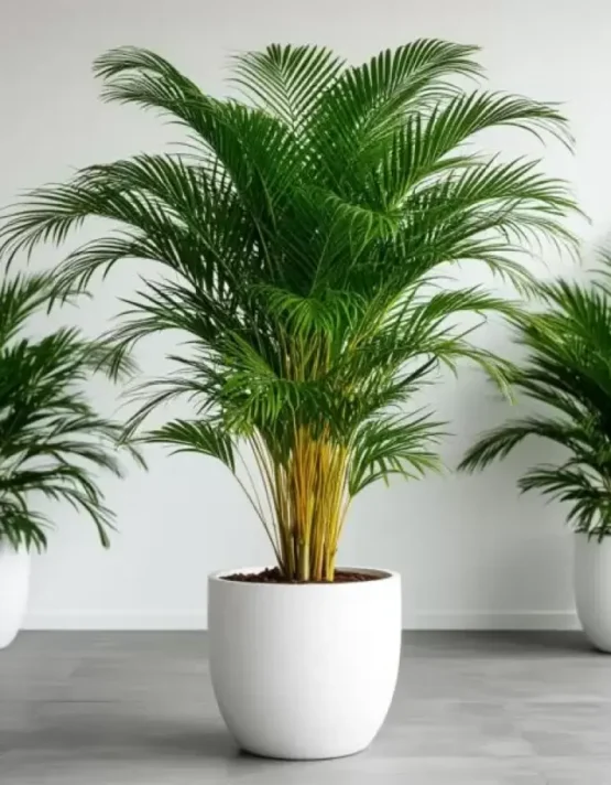 palm-19.webp