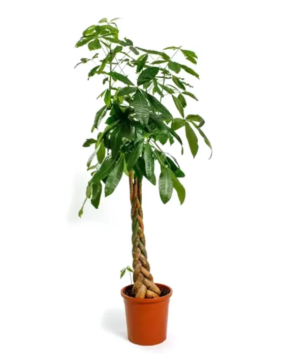 palm-2.webp